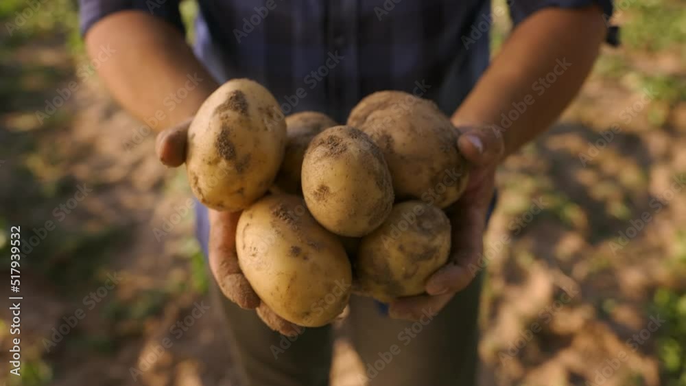A farmers hands holding freshly picked potatoes. A farmers hands holding freshly picked potatoes.