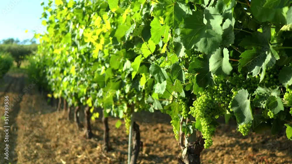 Vineyard Grapes Sunset Italy Verdicchio White Wine Vineyard Grapes Sunset Italy Verdicchio White Wine