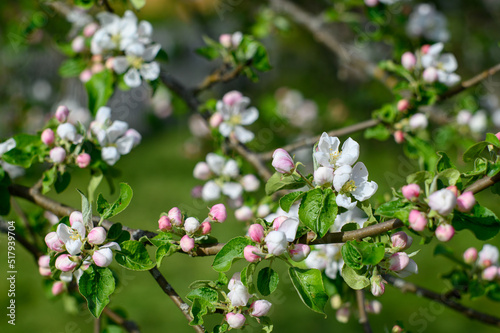 Blooming apple blossom. Garden apple tree variety „Krüger pigeon apple“ (Malus domestica). Year of planting 1990.