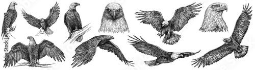 Stampa su tela Vintage engrave isolated eagle set illustration ink sketch