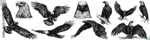 Vintage engrave isolated eagle set illustration ink sketch. Wild falcon background hawk vector art
