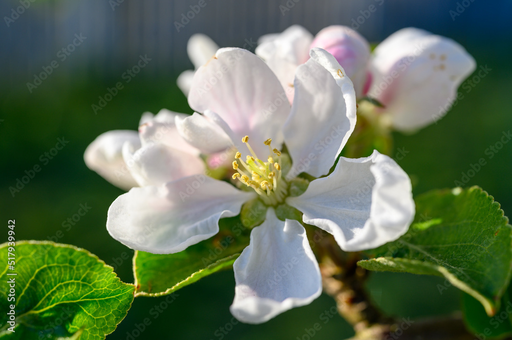 Obraz premium Blooming apple blossom. Garden apple tree variety „Krüger pigeon apple“ (Malus domestica). Year of planting 1990.