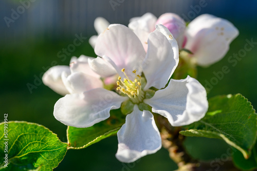 Fototapeta Naklejka Na Ścianę i Meble -  Blooming apple blossom. Garden apple tree variety „Krüger pigeon apple“ (Malus domestica). Year of planting 1990.