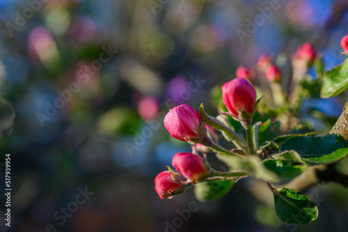 Blooming apple blossom. Garden apple tree variety    Lobo     Malus domestica . Year of planting 2004.