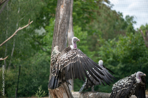 Vogel
