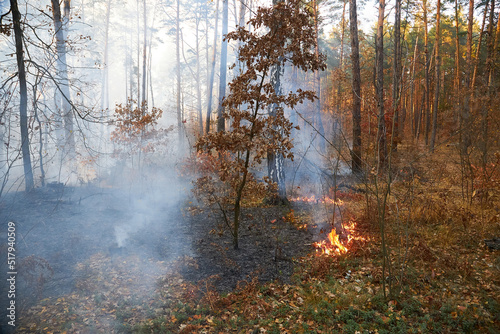 fire. wildfire at sunset, burning pine forest in the smoke © Ryzhkov Oleksandr