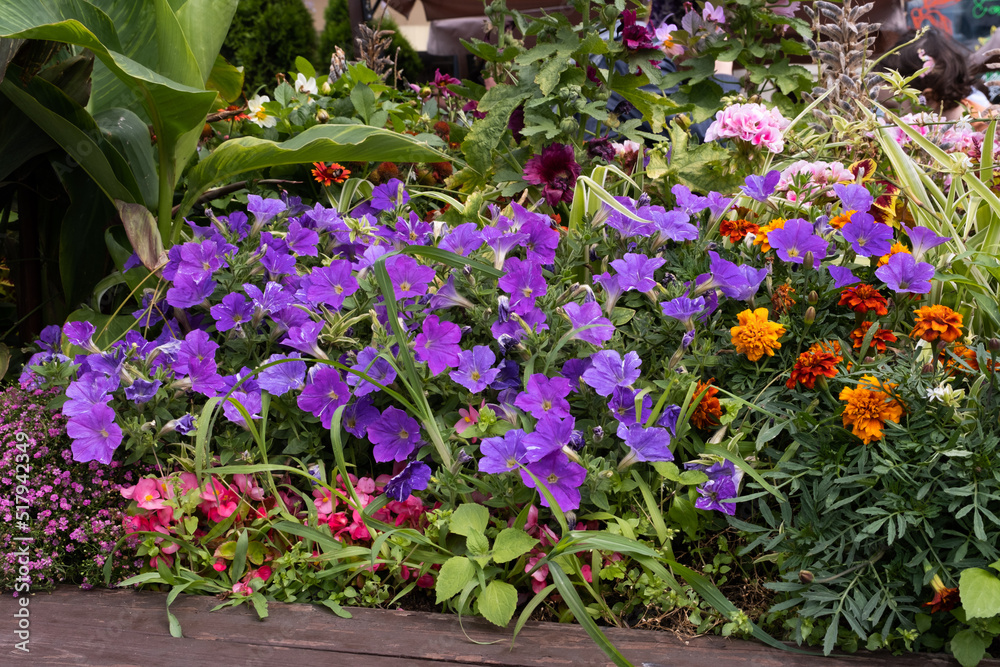 Landscaping. Summer flowerbed with colorful flowers. Multi-colored flowers in a well-groomed beautiful flower bed in the garden