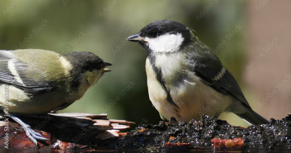 Obraz premium Great tit