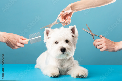 Dog gets hair cut at Pet Spa Grooming Salon. Closeup of Dog. the dog has a haircut. comb the hair, groomer concept. photo