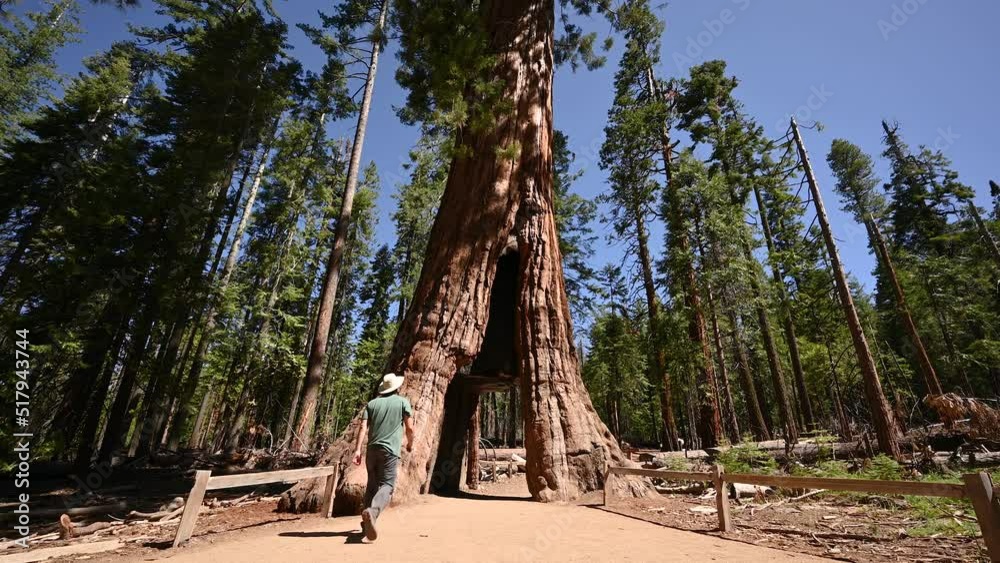 Guy walking under a giant Sequoia tree in Yosemite National Park