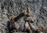 Alpine ibex female on the rock. Latin name - Capra ibex	
