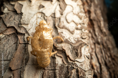 The cicada threw off its shell. It dried up in the sun. Hanging from a tree. Back view. Close-up. Macro.
