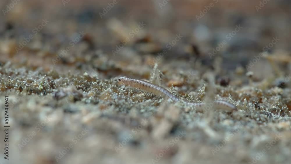 Closer look of the small millipede crawling on the ground in the forest in Estonia Closer look of the small millipede crawling on the ground in the forest in Estonia