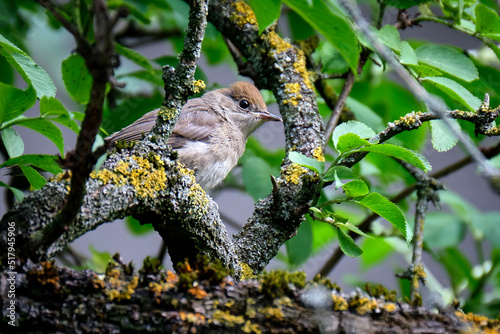 Mönchsgrasmücke ( Sylvia atricapilla ). photo