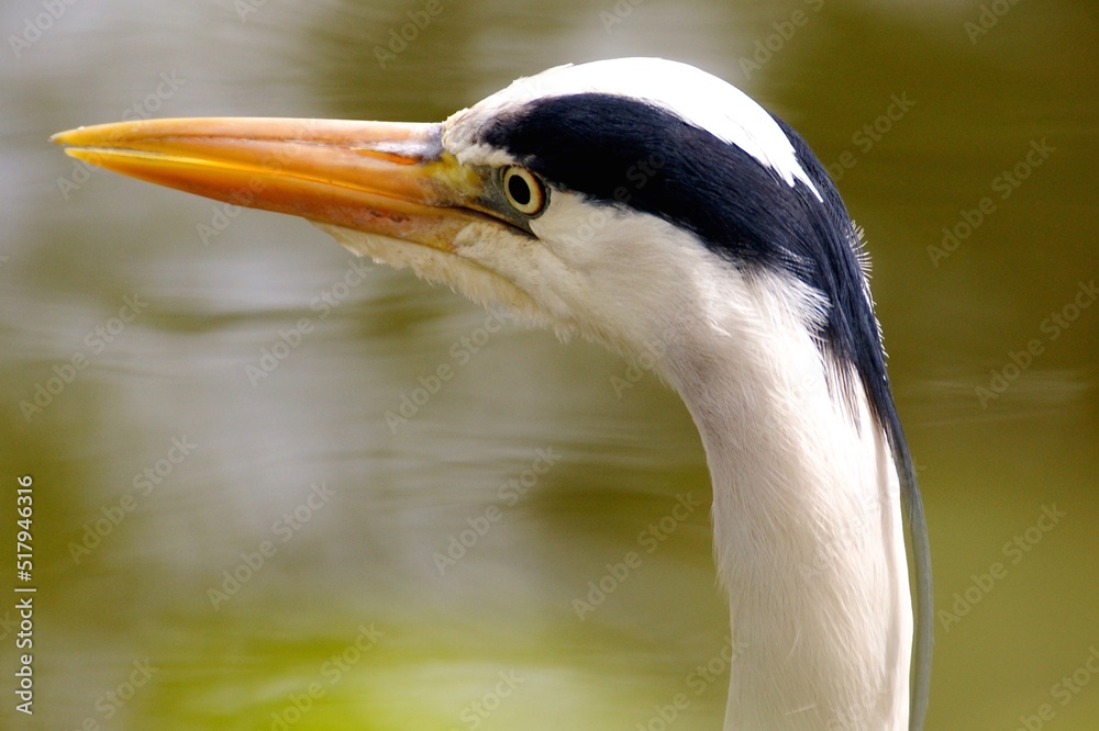 close up of a faced heron