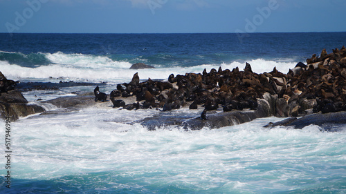Seals resting on South Africa seal island middle of blue strong wave ocean tourist attraction near Cape town