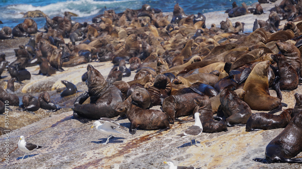 Seals resting on South Africa seal island middle of blue strong wave ocean tourist attraction near Cape town Seals resting on South Africa seal island middle of blue strong wave ocean tourist attraction near Cape town