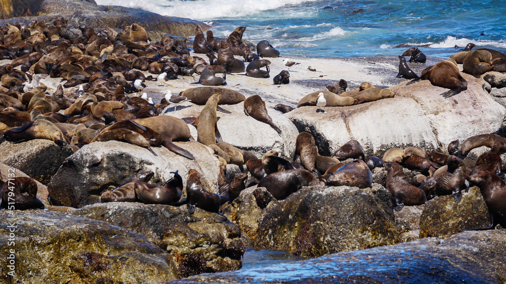 Seals resting on South Africa seal island middle of blue strong wave ocean tourist attraction near Cape town Seals resting on South Africa seal island middle of blue strong wave ocean tourist attraction near Cape town