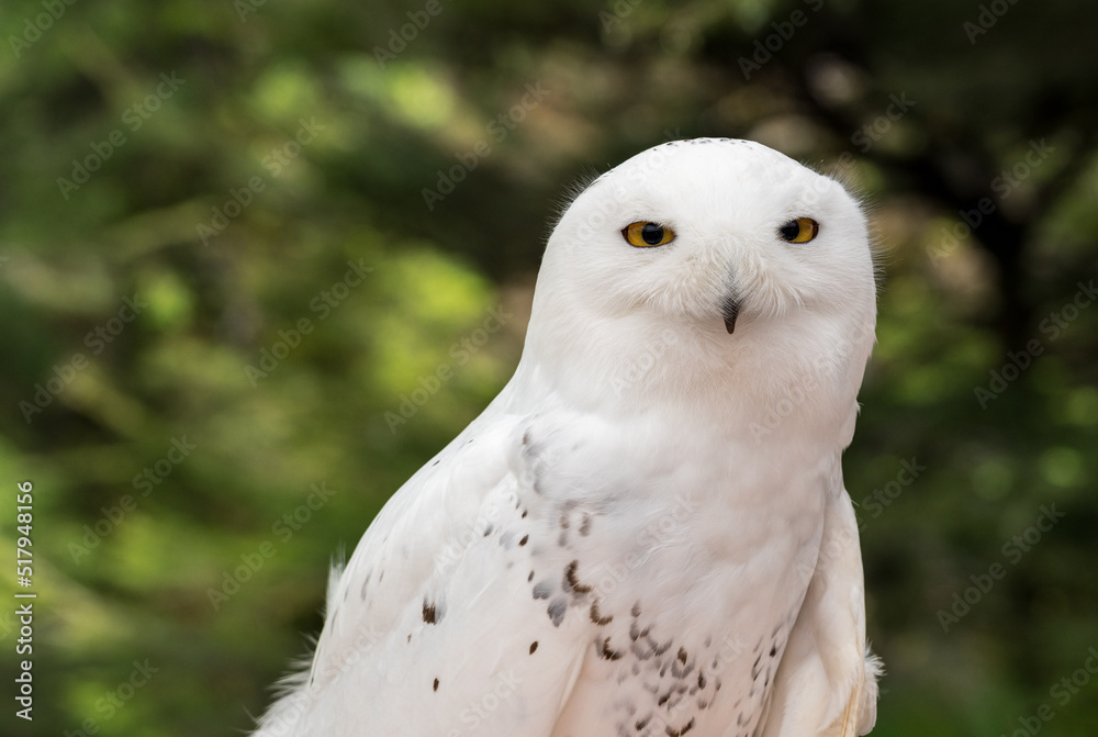 Fototapeta premium Close shot of head of a snowy owl against a backdrop of a green forest in summer in Alaska
