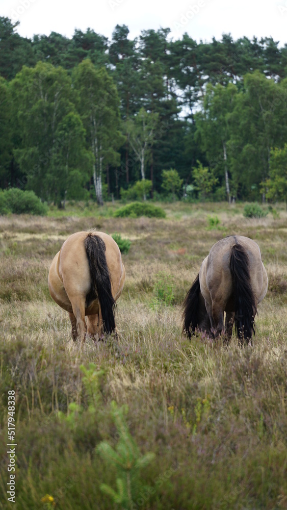 Obraz premium Pferde auf der Lüneburger Heide, Deutschland