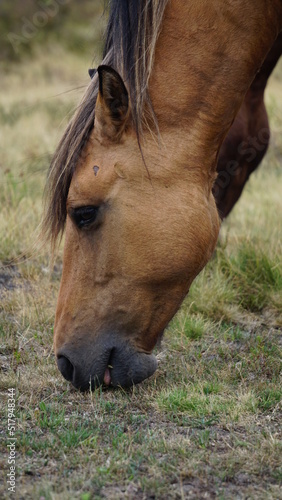 Pferde auf der Lüneburger Heide, Deutschland