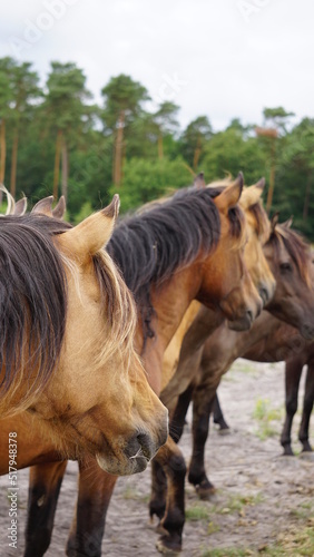 Pferde auf der Lüneburger Heide, Deutschland
