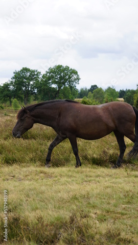 Pferde auf der Lüneburger Heide, Deutschland © Toni