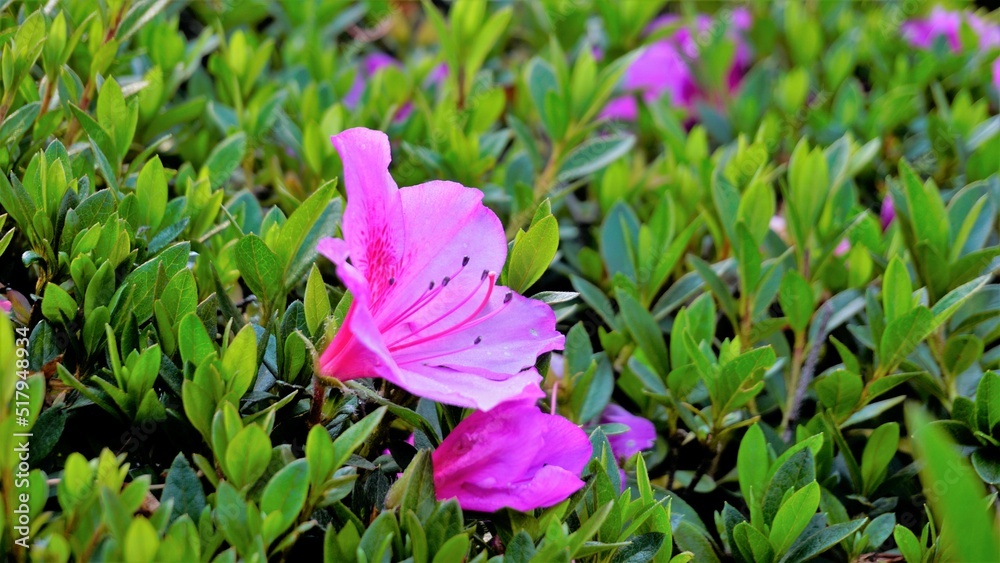 Beautiful pink color flowers of Rhododendron simsii also known as ...