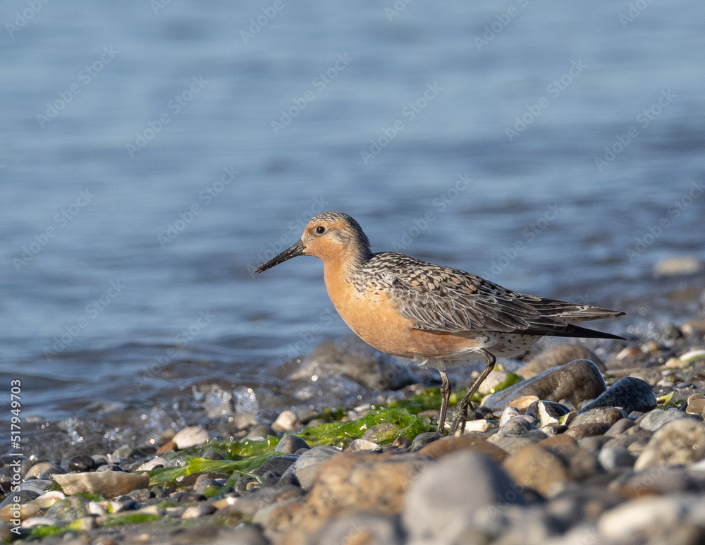 Spring plumage Red Knot on beach Spring plumage Red Knot on beach