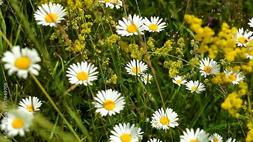 Camomille background. Field of white daisies in wind swaying. Matricaria Recutita L. Galium verum. Summer alpine meadow with colorful wildflowers. Camomille background. Field of white daisies in wind swaying. Matricaria Recutita L. Galium verum. Summer alpine meadow with colorful wildflowers.