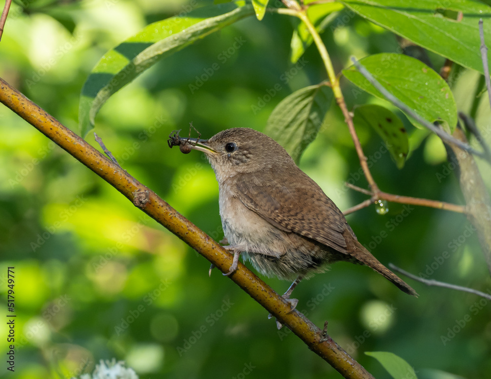 House Wren with spider in beak House Wren with spider in beak