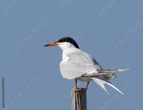 Adult Common Tern perched on post photo