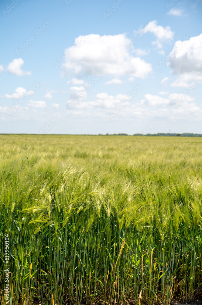 European grains, green fields of wheat plants in Pays de Caux, Normandy, France