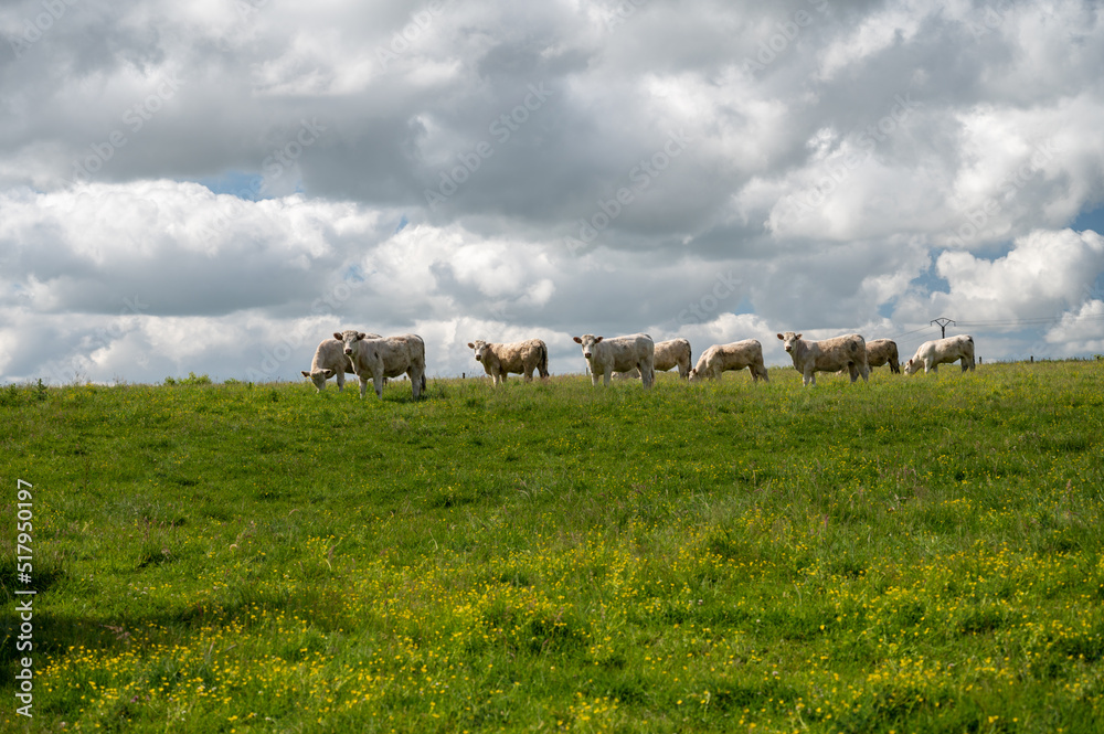 Herd of cows resting on green grass pasture, milk and cheese production in Normandy, France