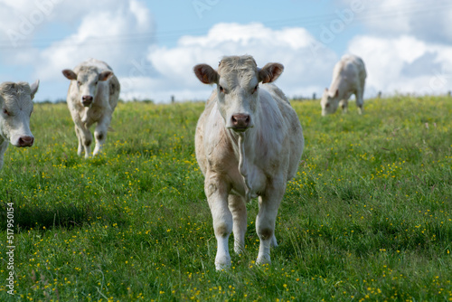 Herd of cows resting on green grass pasture, milk and cheese production in Normandy, France