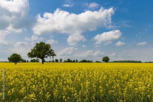 Colorful yellow agricultural filelds iwth blooming canola  rapeseed or rape at sunny day with beautiful blue clouded sky and lonely tree