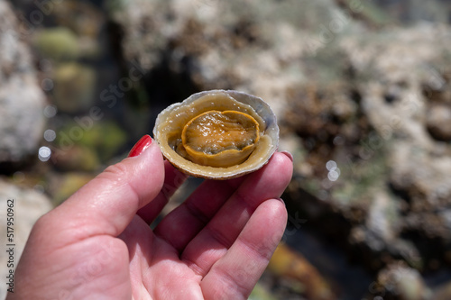 Edible sea water molluscs Patella caerulea, species of limpet in family Patellidae photo