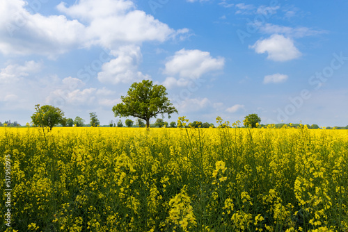 Colorful yellow agricultural filelds iwth blooming canola, rapeseed or rape at sunny day with beautiful blue clouded sky and lonely tree