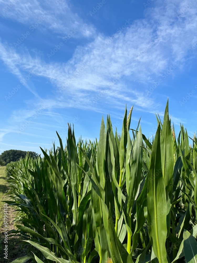 Fototapeta premium Field with green corn, blue sky