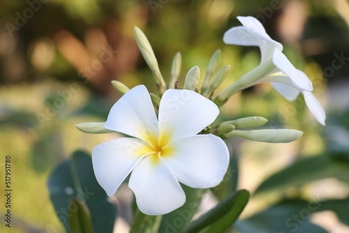 White Tropical Flowers