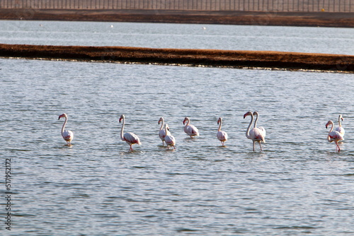 White flamingos on a lake with fresh water photo