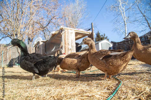 Group of ducks at backyard farm
