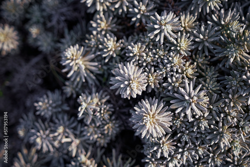 Close up of texture of succulent plant.