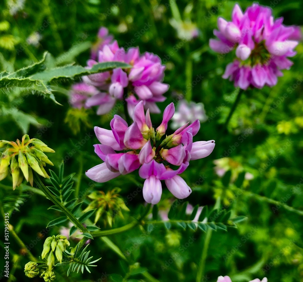 purple flowers in the garden purple flowers in the garden
