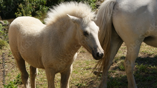 horse