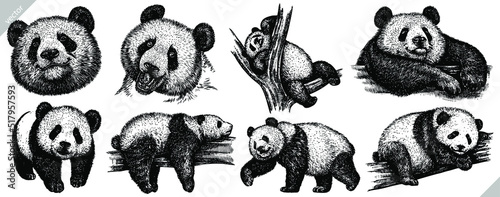 Vintage engrave isolated panda set illustration ink sketch. Wild bear background bamboo vector art