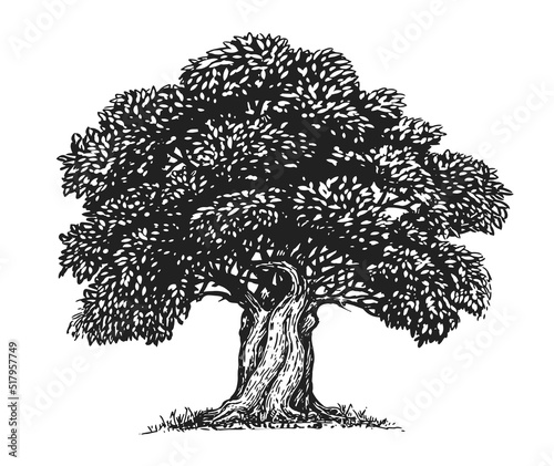 Olive tree with olives sketch. Hand drawn tree with leaves in vintage engraving style. Olive oil concept vector