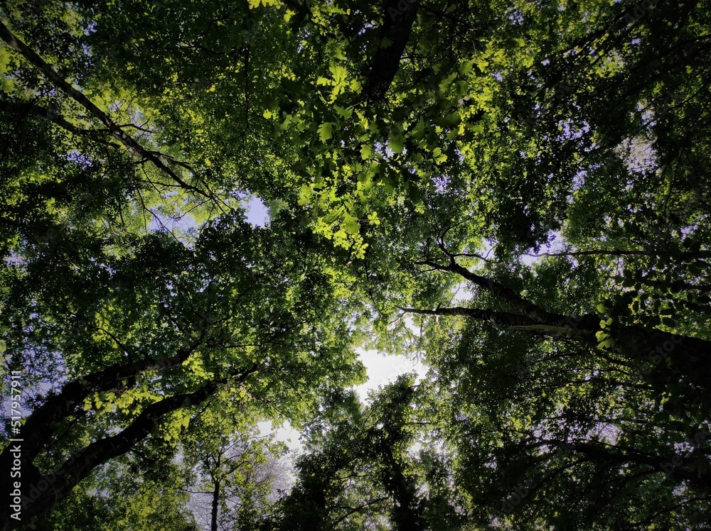 trees in the forest trees in the forest