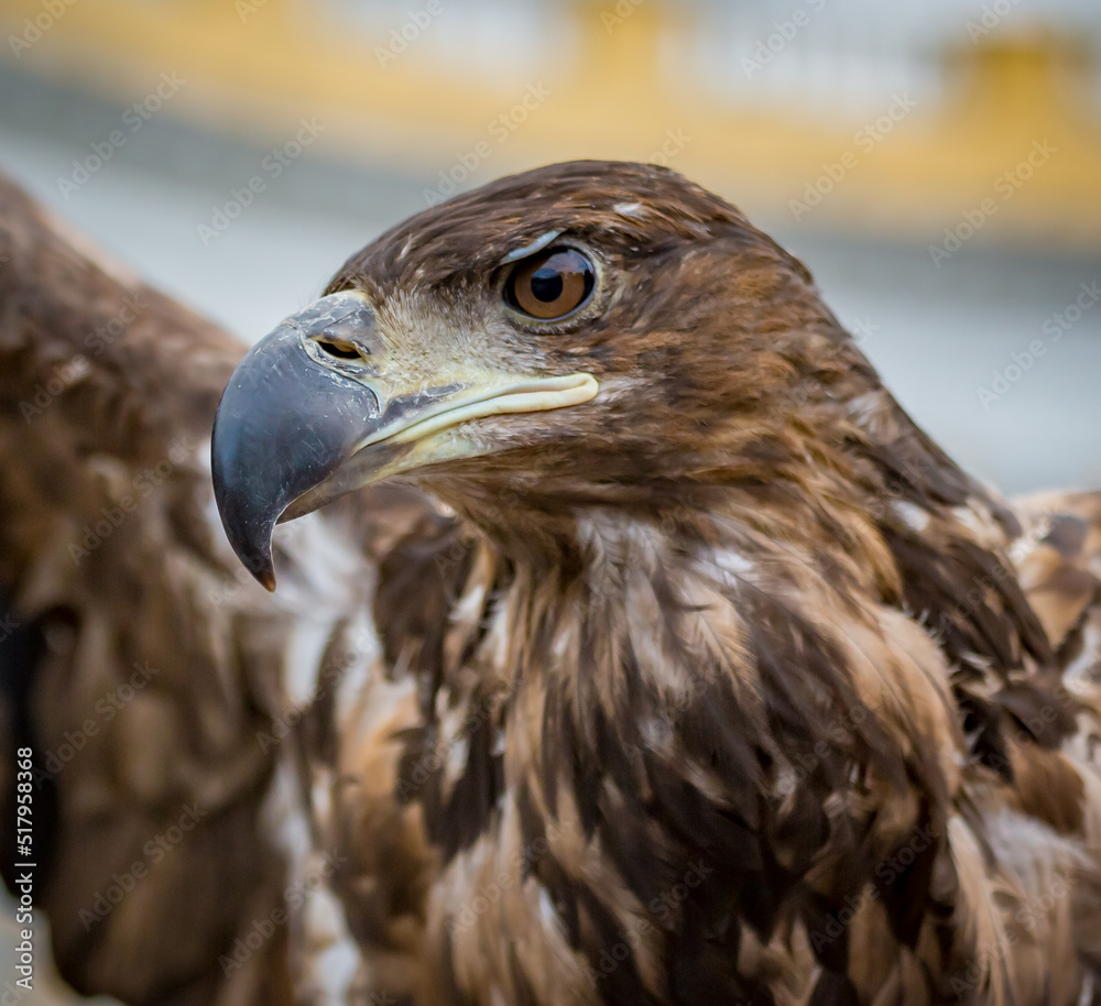 Beautiful closeup of brown, young, immature eagle