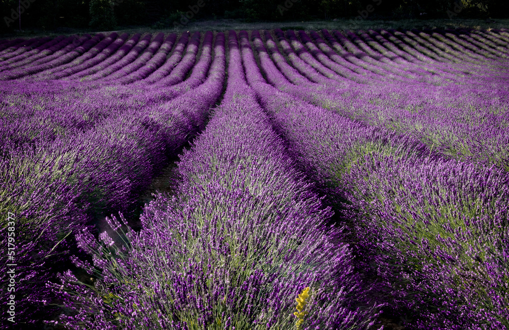 Obraz premium Rows and Rows of purple lavender near Luberon in France